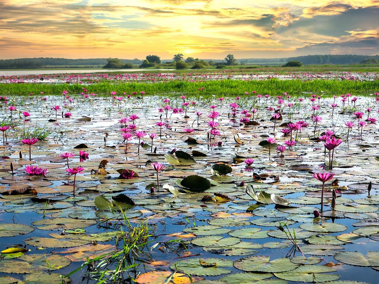 water lilies