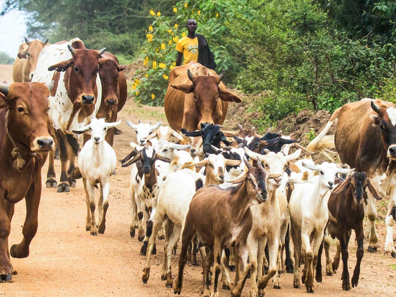 Viehherde wird getrieben
