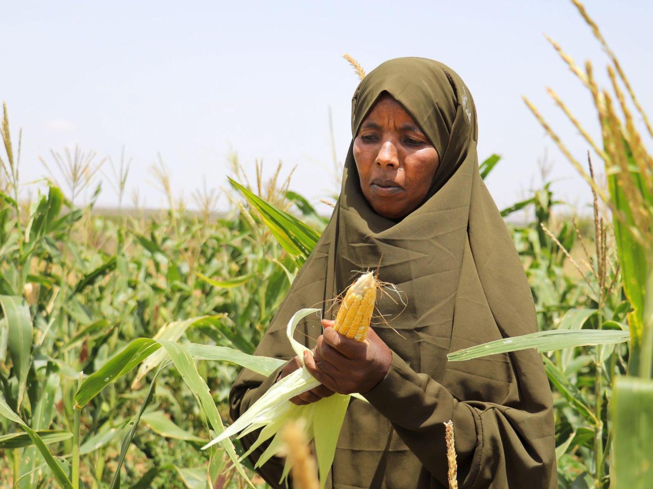 Woman wearing religious head covering standing in cornfield
