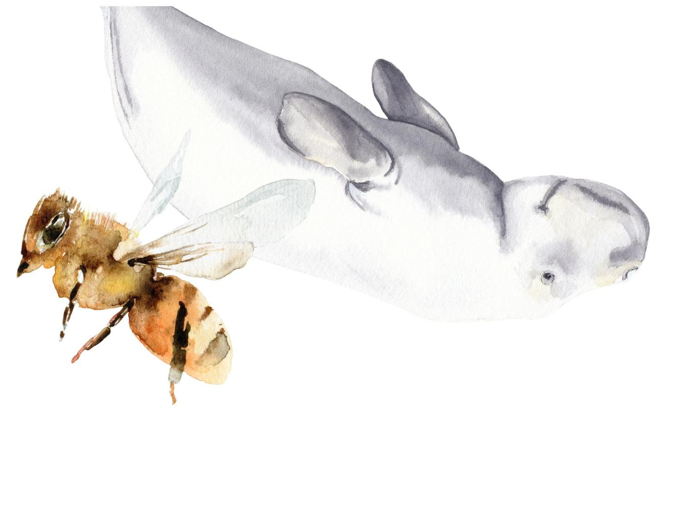 Dugong and eastern honey bee