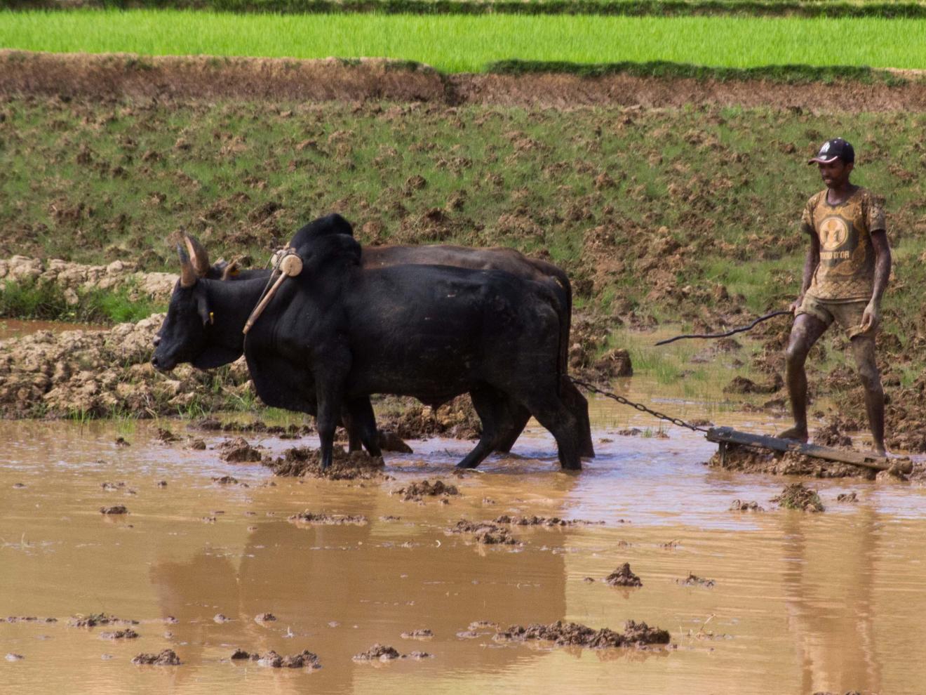 The ox plough is the most advanced agricultural tool in Madagascar.