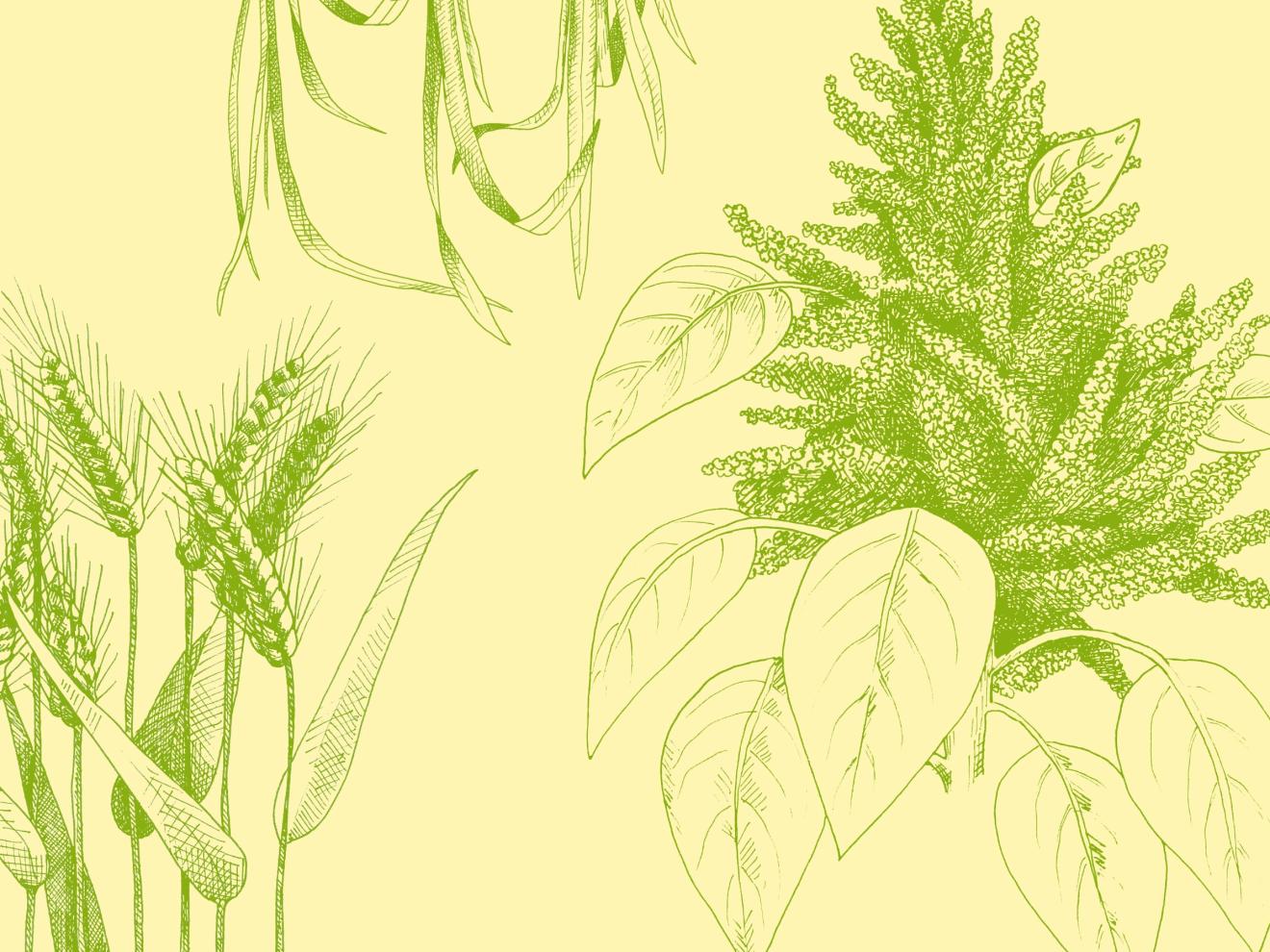 Illustration of plants