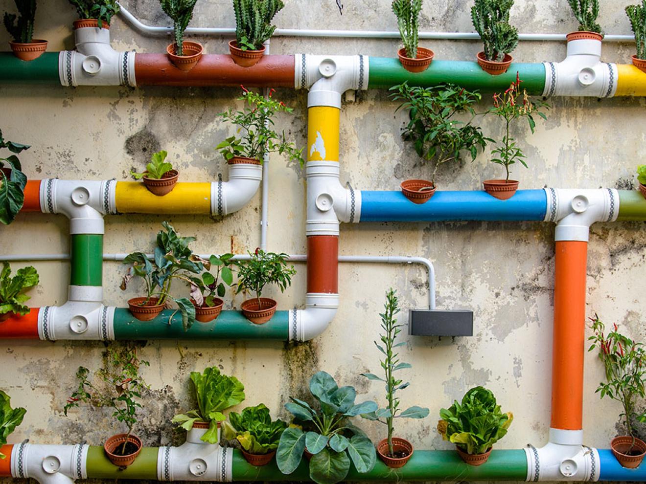 Wall covered with plants