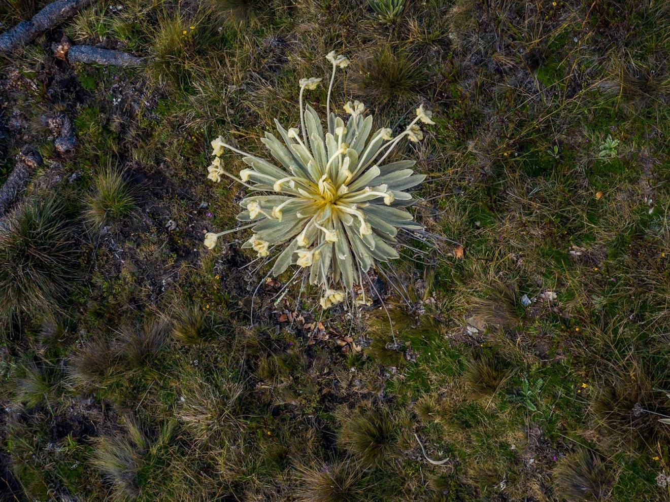 Aerial view of several Frailejón plants growing in a barren, grassy landscape.