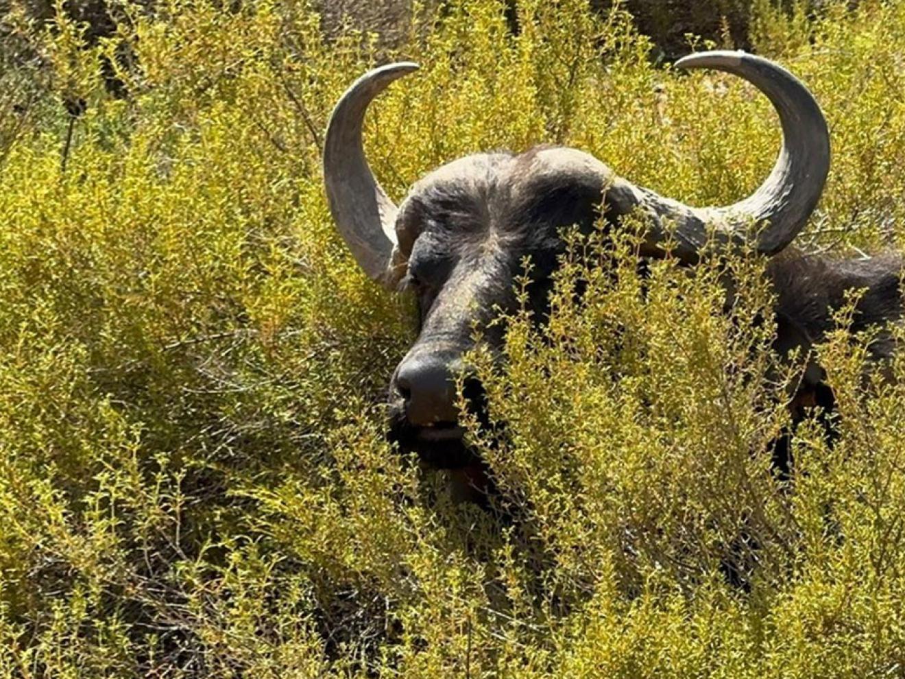 Ein Büffel steht in buschiger Vegetation.
