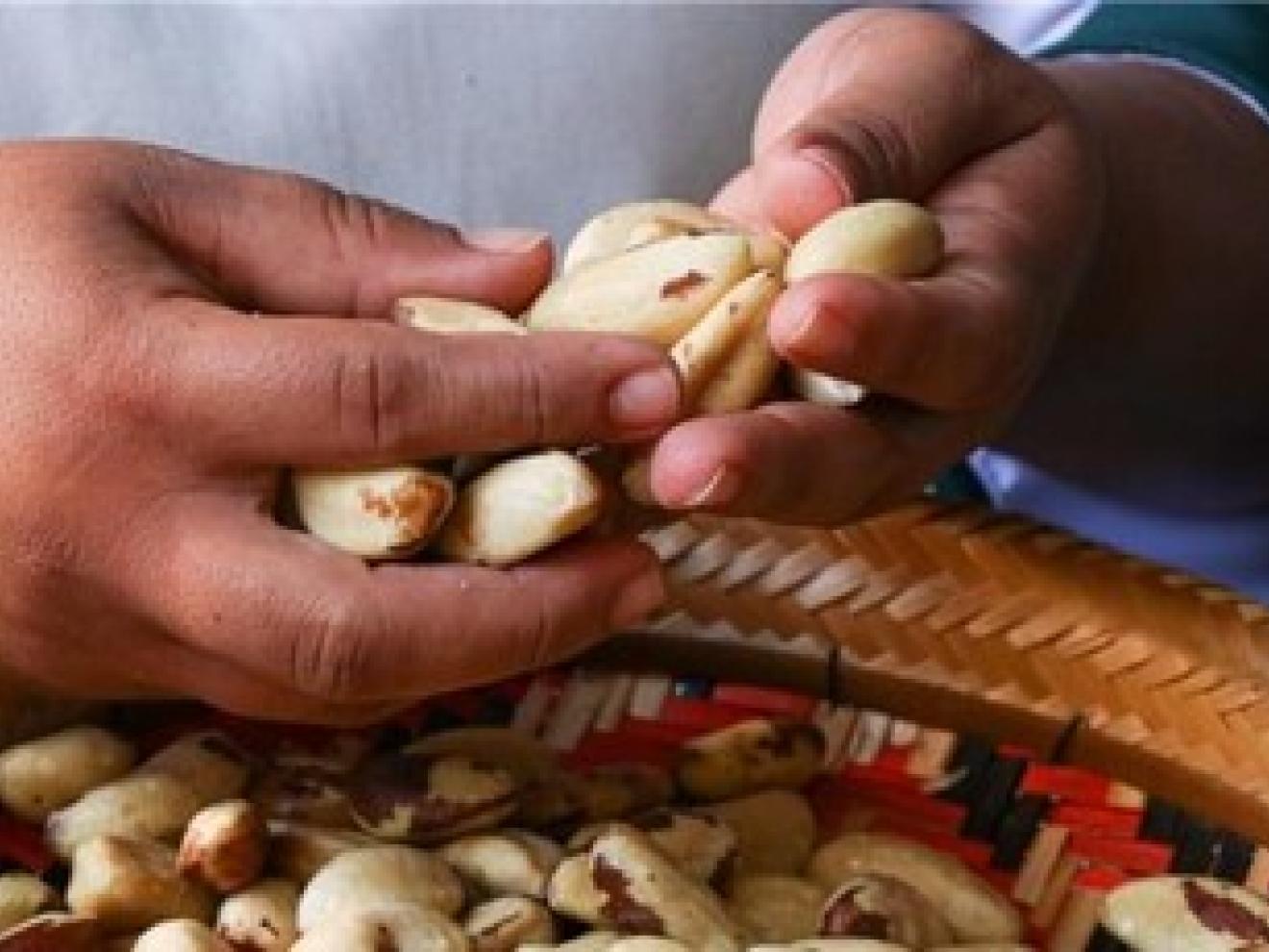 A man sorting Brazil nuts.