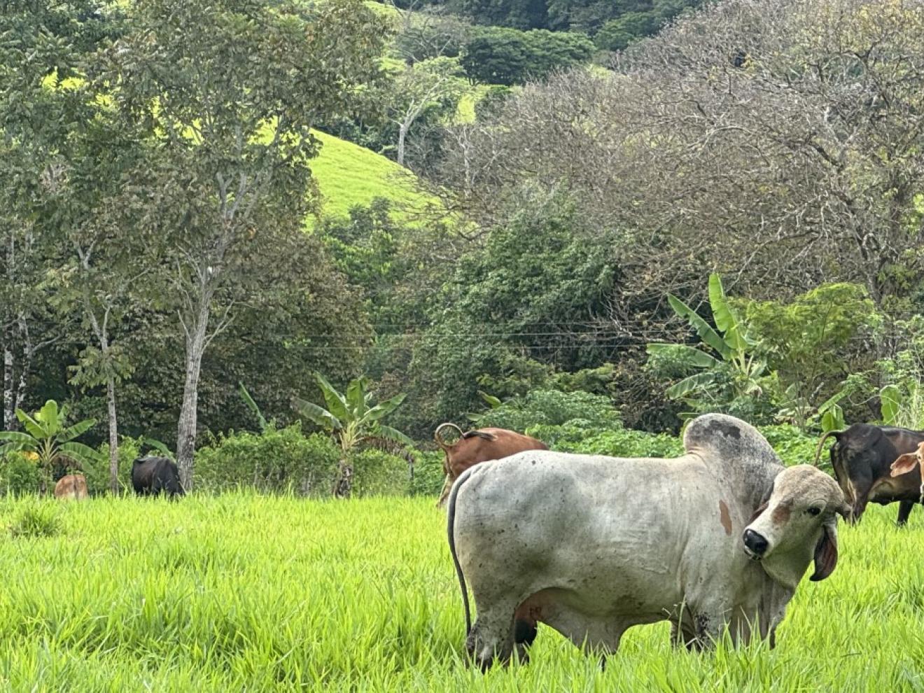 Weide im Amazonas mit Rindern.