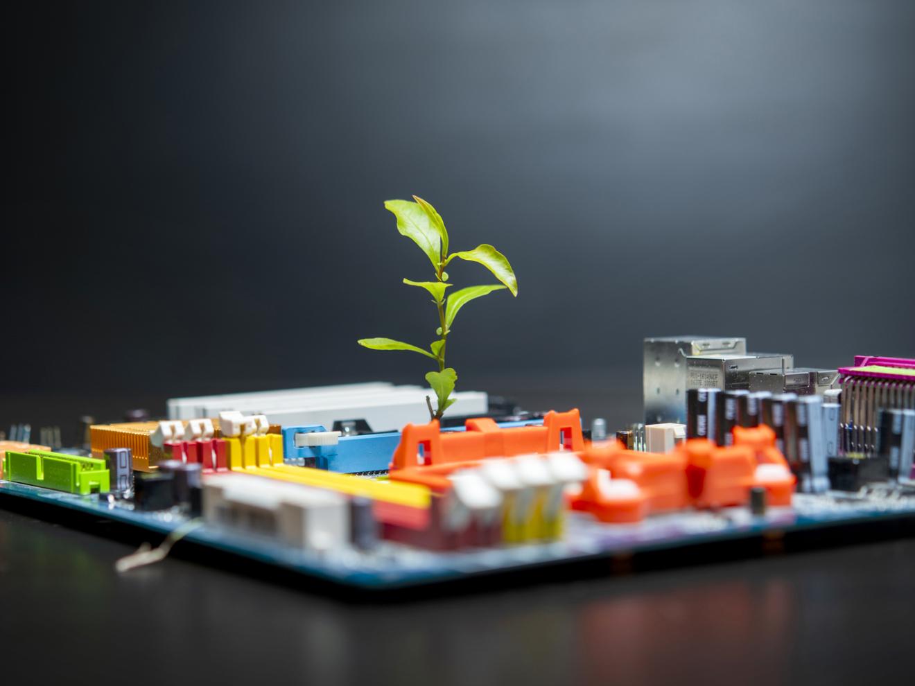 Motherbard mit einer einzelnen Pflanze in der Mitte
