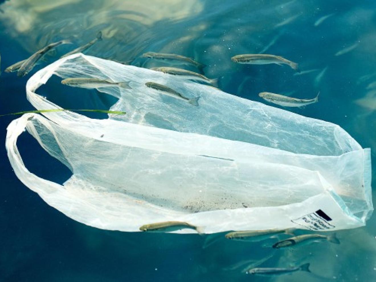 A plastic bag floats among small fish in the sea.