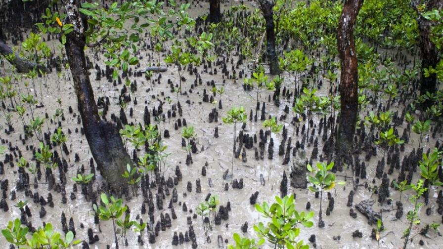photo of a mangrove forest