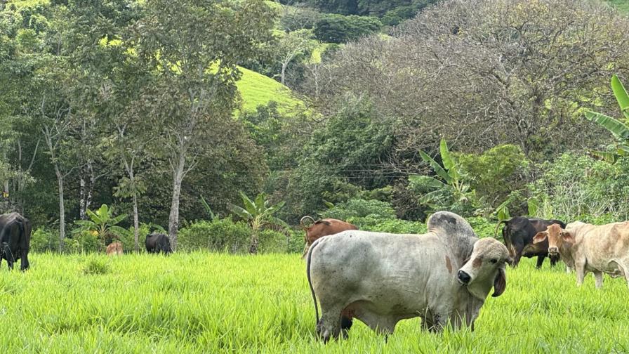 Weide im Amazonas mit Rindern.