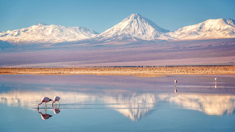Blick auf die Wüstendlandschaft – ein flacher See mit Flamingos im Vordergrund, schneebedeckte Berge im Hintergrund