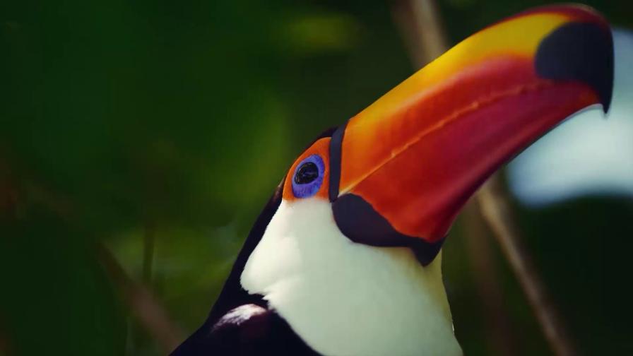 Nahaufnahme eines Tukan-Kopfes mit auffälligem orange-gelbem Schnabel und leuchtend blauem Auge vor grünem, unscharfem Hintergrund.