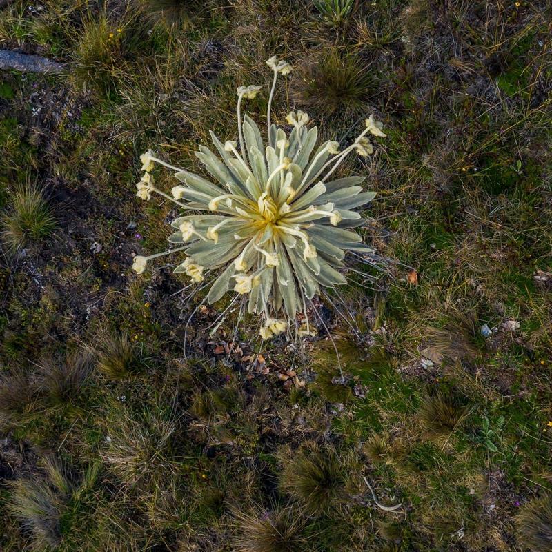Luftaufnahme von mehreren Frailejón-Pflanzen, die in einer kargen, grasbewachsenen Landschaft wachsen.
