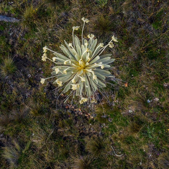 Luftaufnahme von mehreren Frailejón-Pflanzen, die in einer kargen, grasbewachsenen Landschaft wachsen.