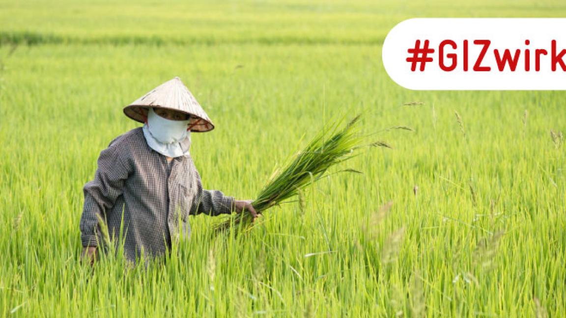 Reisbauer in traditioneller Kleidung steht in einem grünen Reisfeld in Thailand und hält Reispflanzen.