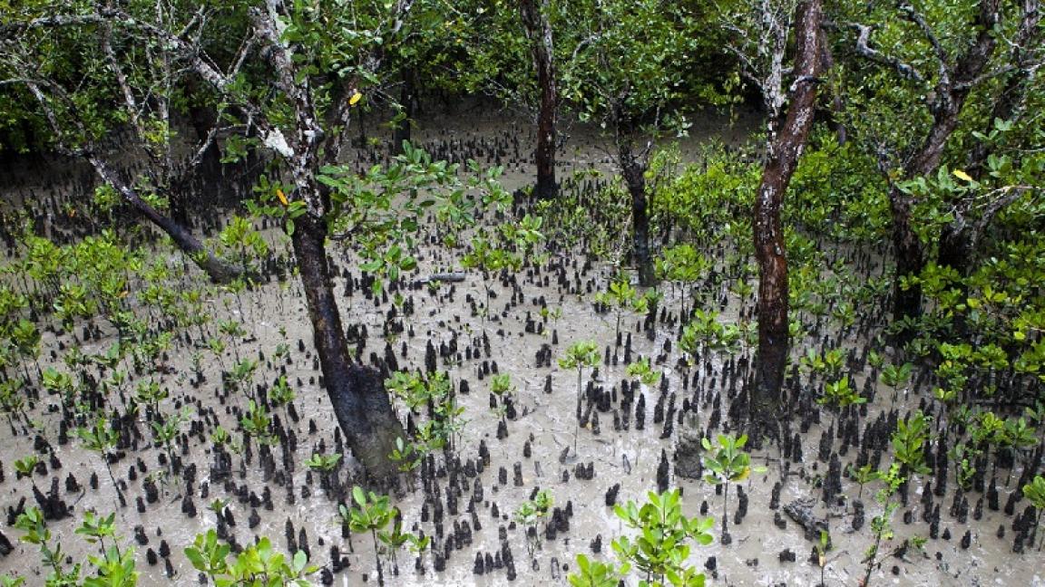 Foto eines Mangrovenwaldes