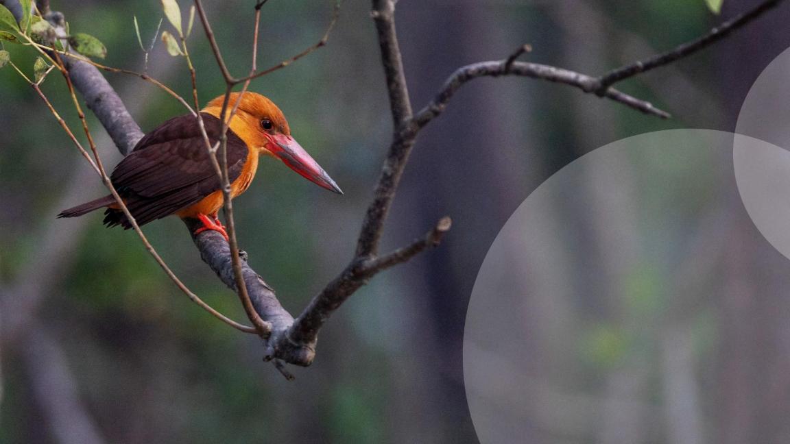Vogel sitzt auf dem Ast