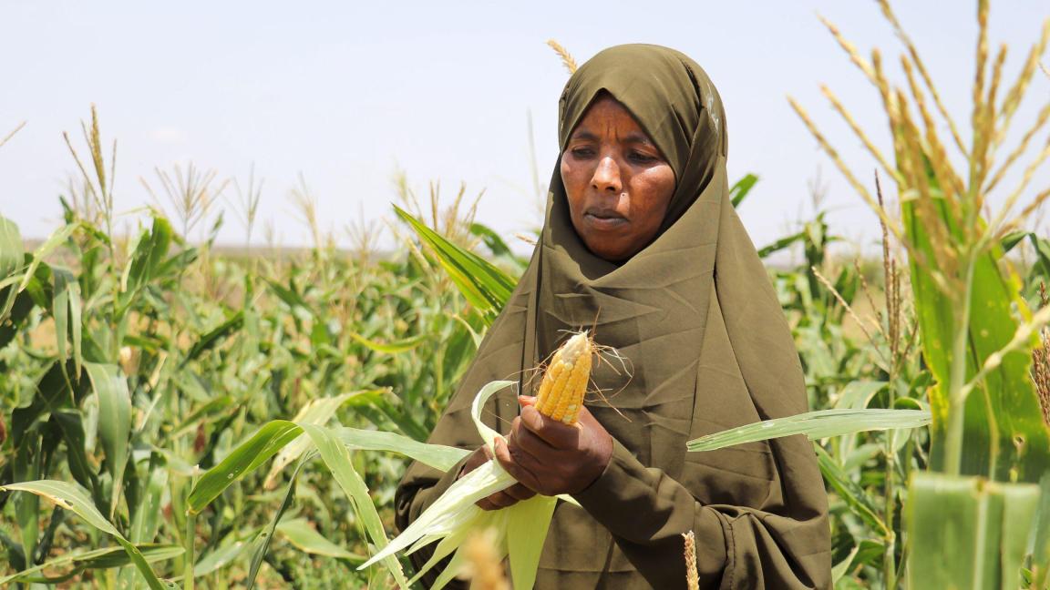 Frau mit religiöser Kopfbedeckung steht im Maisfeld