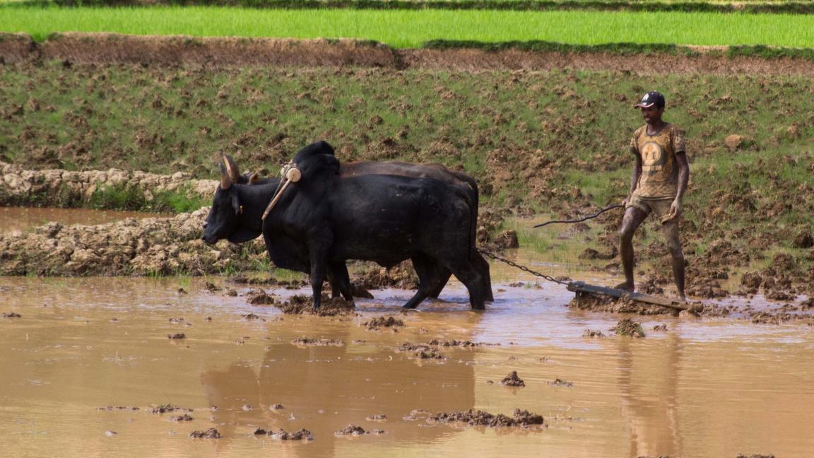 The ox plough is the most advanced agricultural tool in Madagascar.