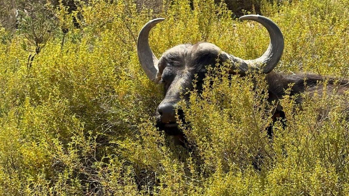 Ein Büffel steht in buschiger Vegetation.