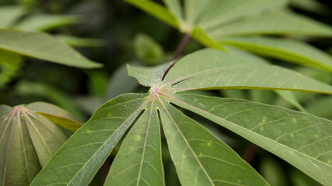 Nahaufnahme eines Blattes im Urwals