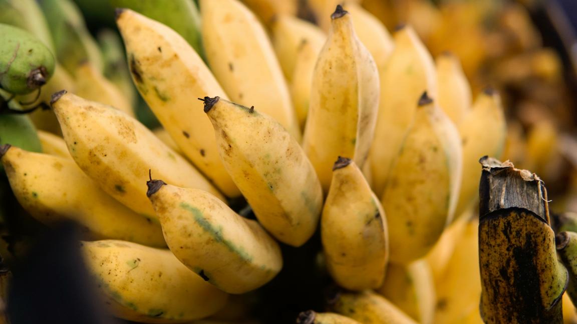 Nahaufnahme einer Bananenstaude mit grünen und gelben Bananen.