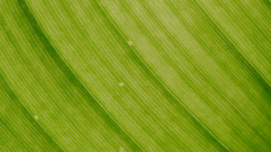 Nahaufnahme eines grünen Blatts.