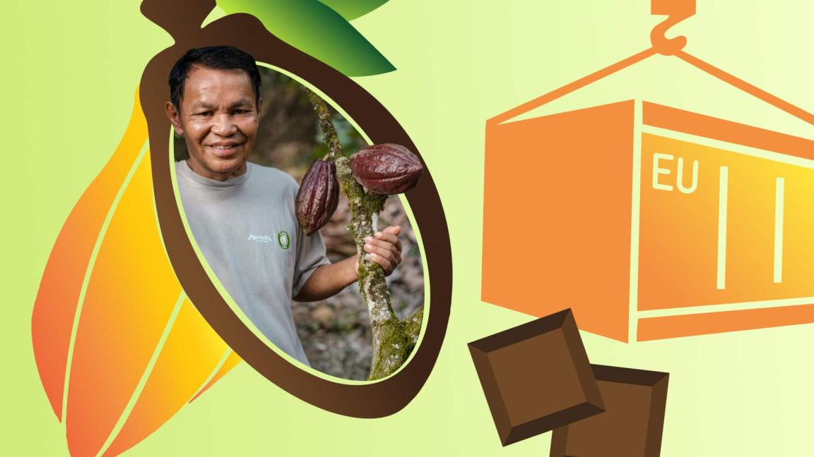 Infographic on the cocoa supply chain: A smiling cocoa farmer with fresh cocoa pods in a stylized cocoa fruit, connected to an EU container on a light green background.