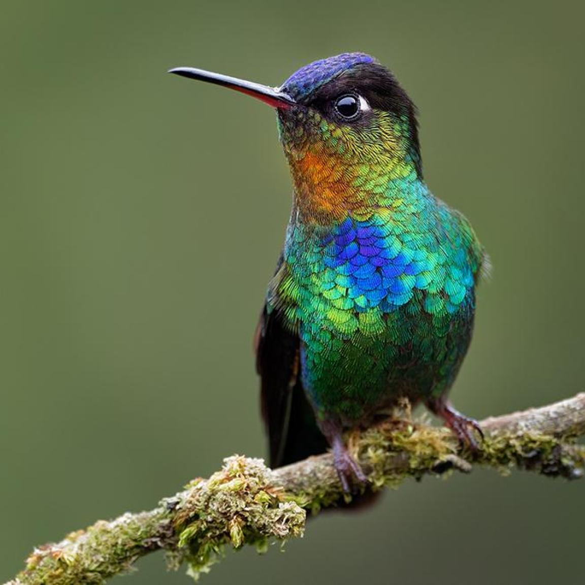 Fiery-throated Hummingbird