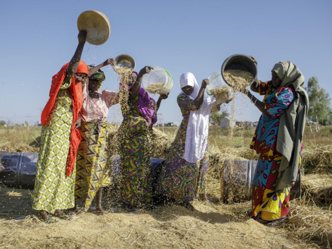 Fünf Frauen, die Getreidekörner aus Körben auf den Boden gießen