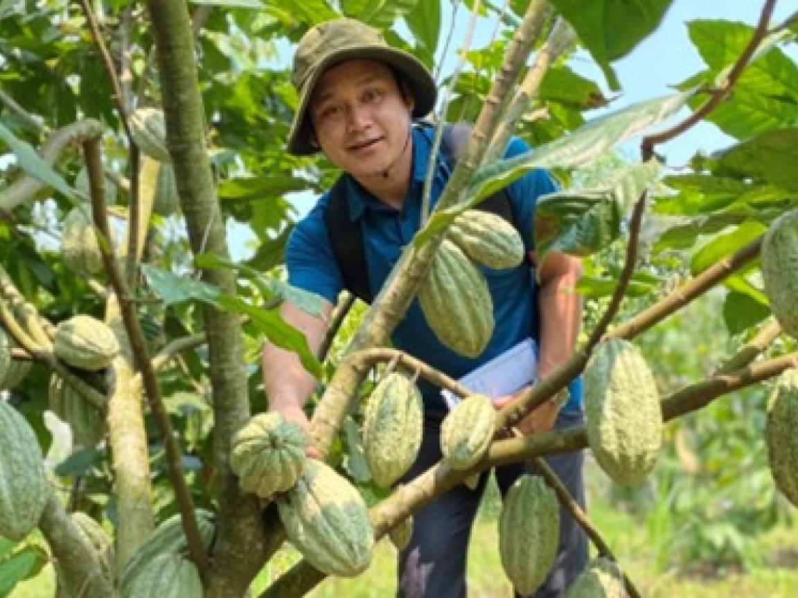 Farmer presents cocoa trees on his plantation.