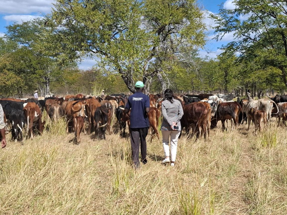 Two people photographed from behind are herding cattle outdoors.
