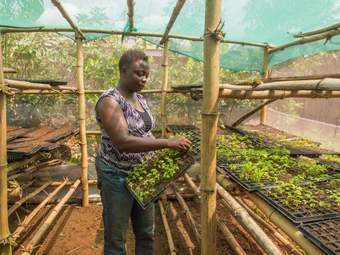 Eine Frau kümmert sich um ihre Setzlinge in einem Gewächshaus.