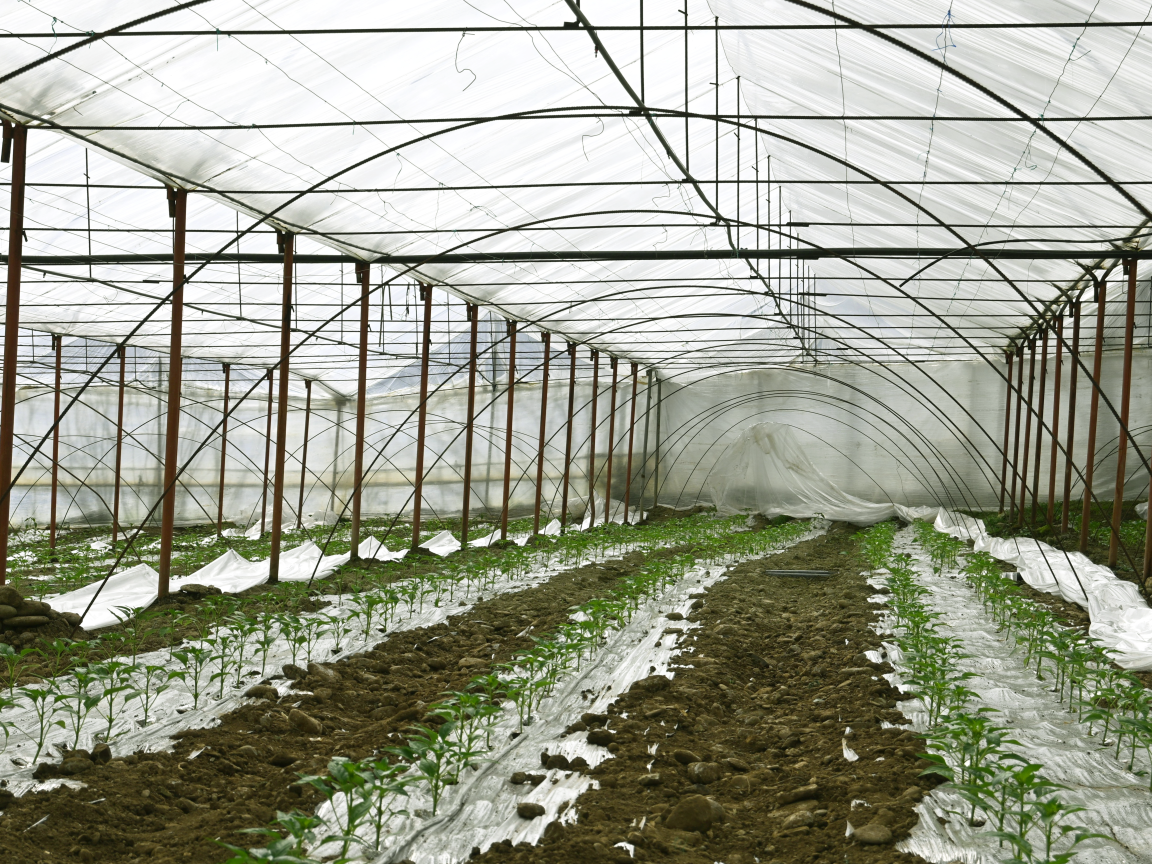 Greenhouse using biological control in Hoxhaj, Berat