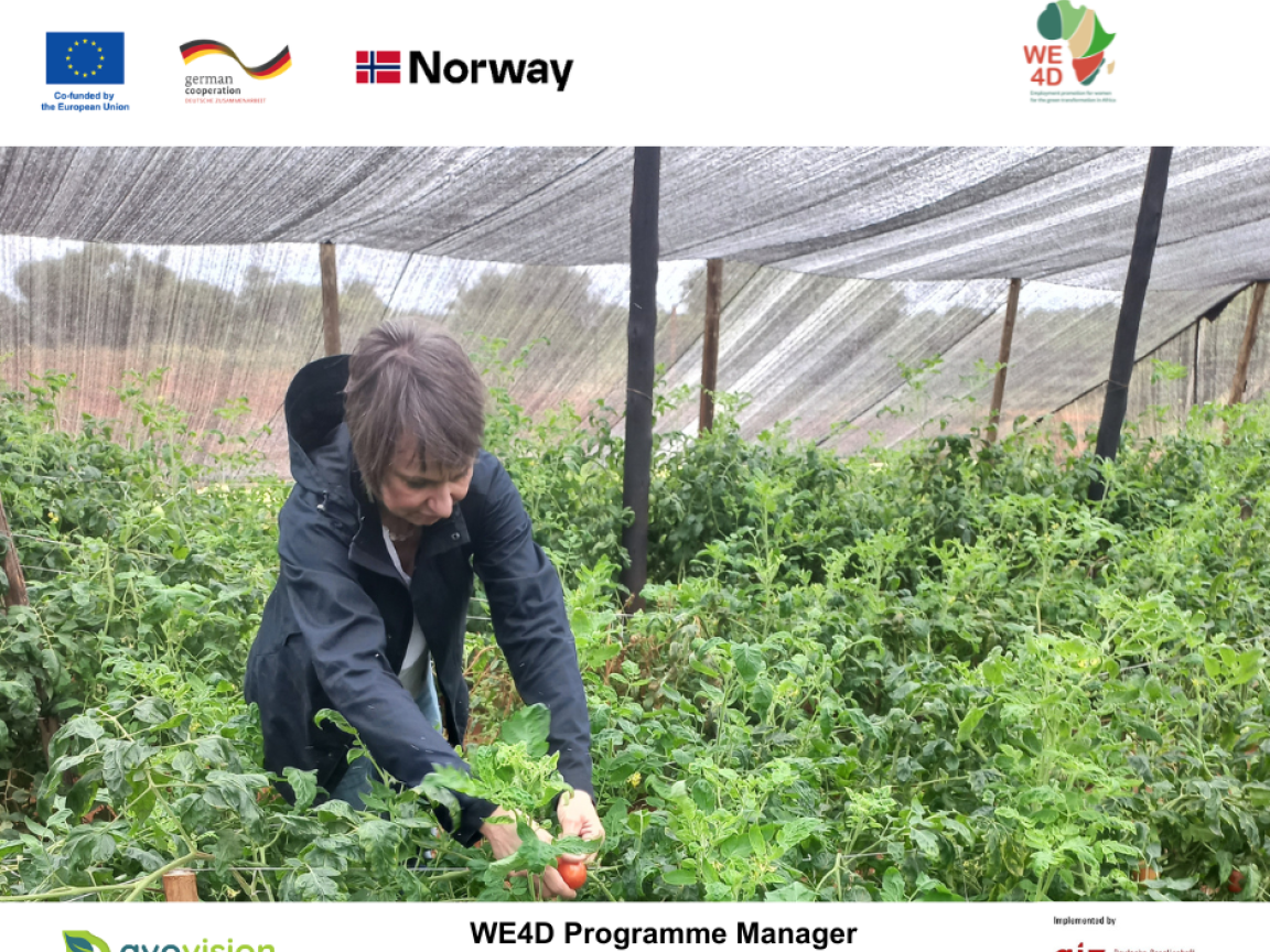 A person in a black rain jacket is picking a tomatoe in a garden patch of the WE4D project.
