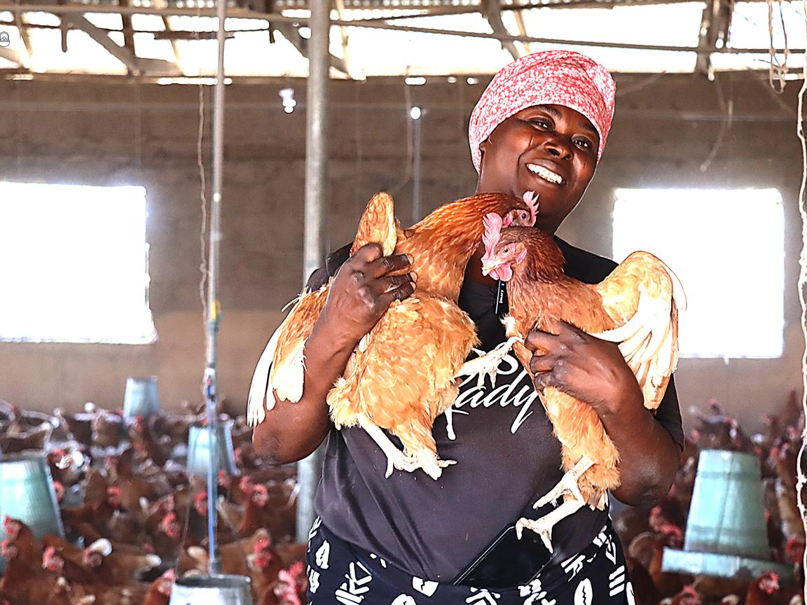 A woman with a head scarf is holding up two brown chickens in her coop. 