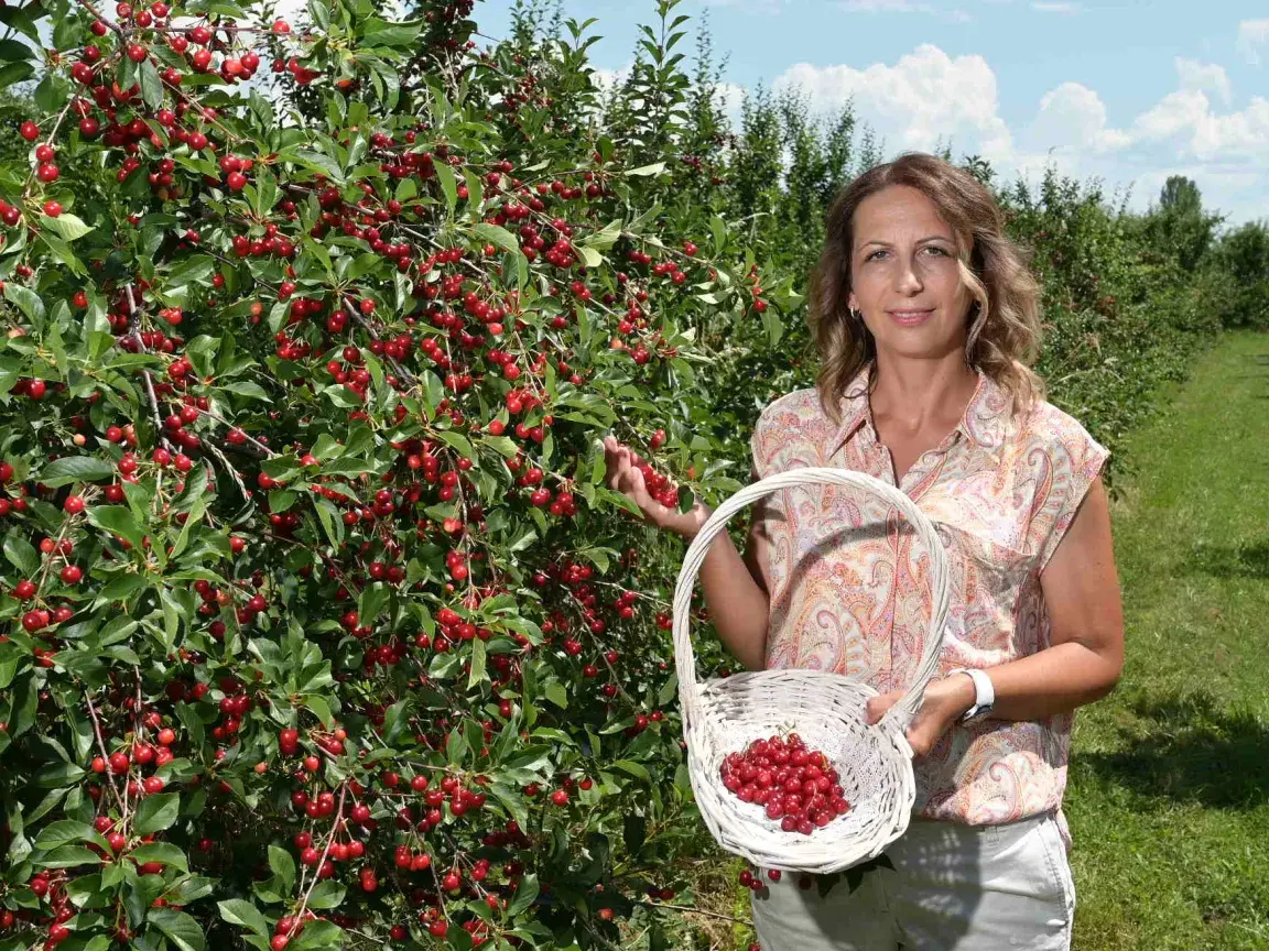 TUI-Field-to-Fork-Western-Balkans-Ana-Labor-in-her-apple-orchard-at-Spirit-of-Pre.webp