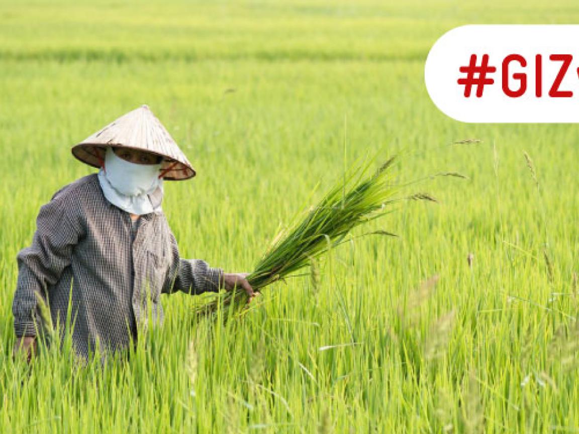 Reisbauer in traditioneller Kleidung steht in einem grünen Reisfeld in Thailand und hält Reispflanzen.