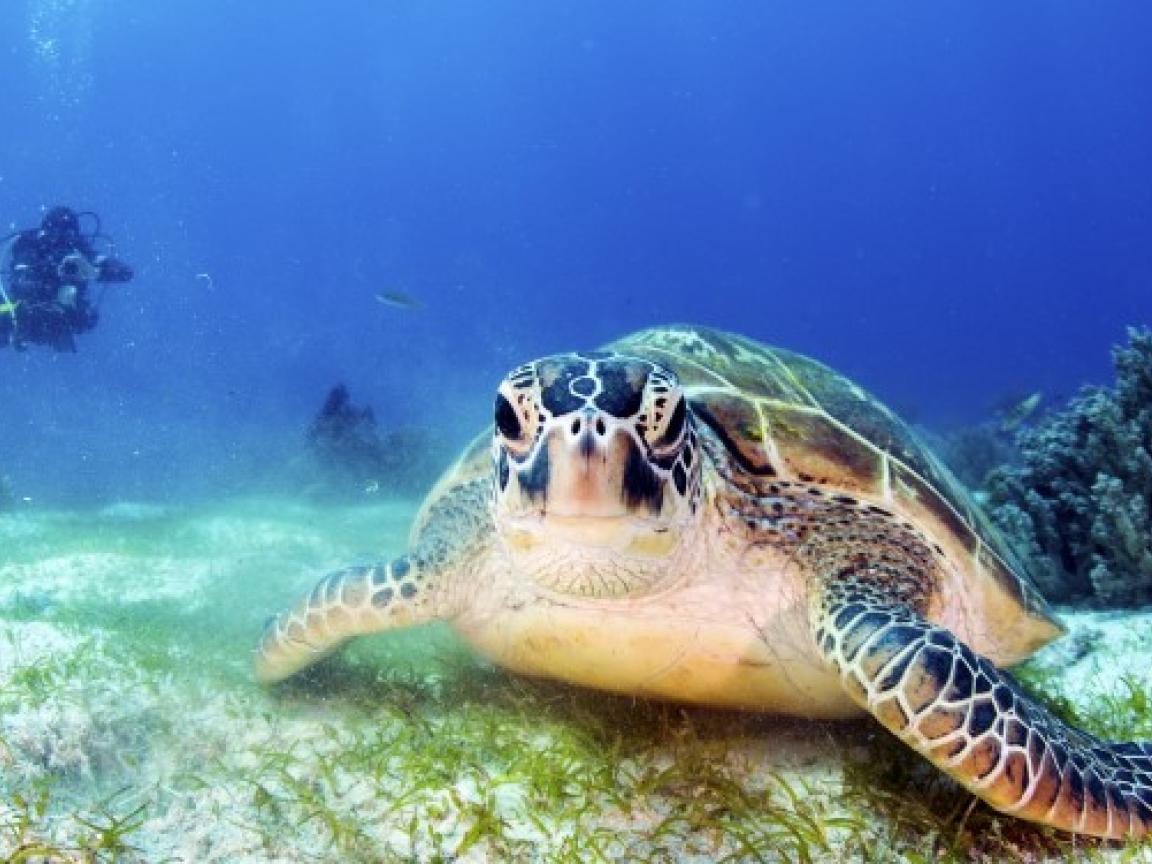 Eine Wasserschildkröte am Meeresgrund mit einem tauchenden Menschen im Hintergrund.