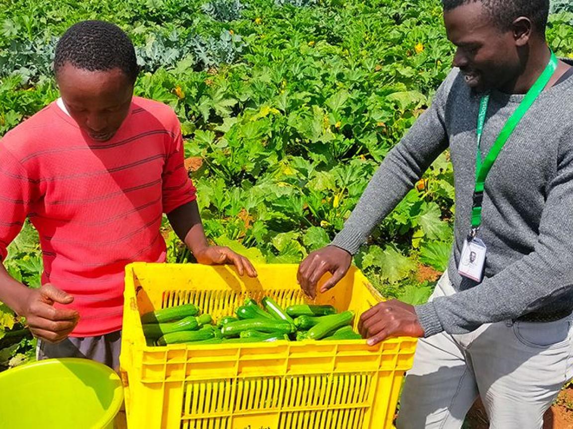 Zwei Personen ernten grüne Paprika in einem Feld, umgeben von üppigem Grün und fruchtbaren Pflanzen.