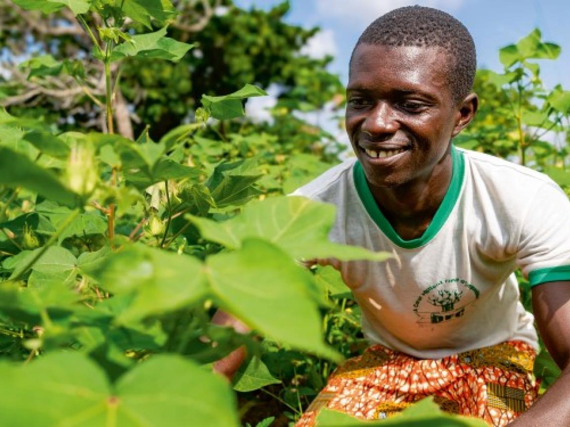 Ein lachender Baumwollbauer in Benin kniet zwischen grünen Baumwollpflanzen auf einem Feld.