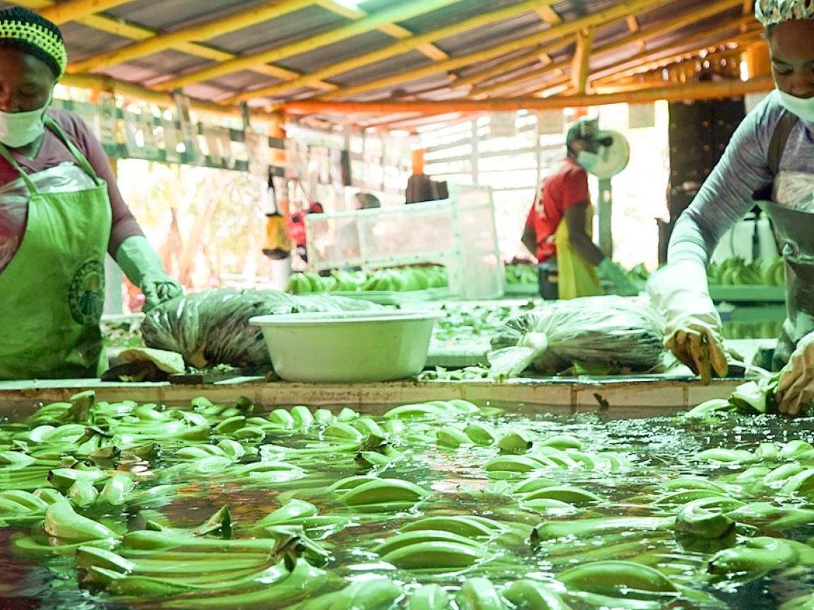 Erntehelferin auf der Bananenplantage