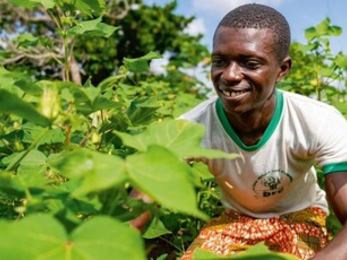 A smiling cotton farmer in Benin kneels in a field of green cotton plants.