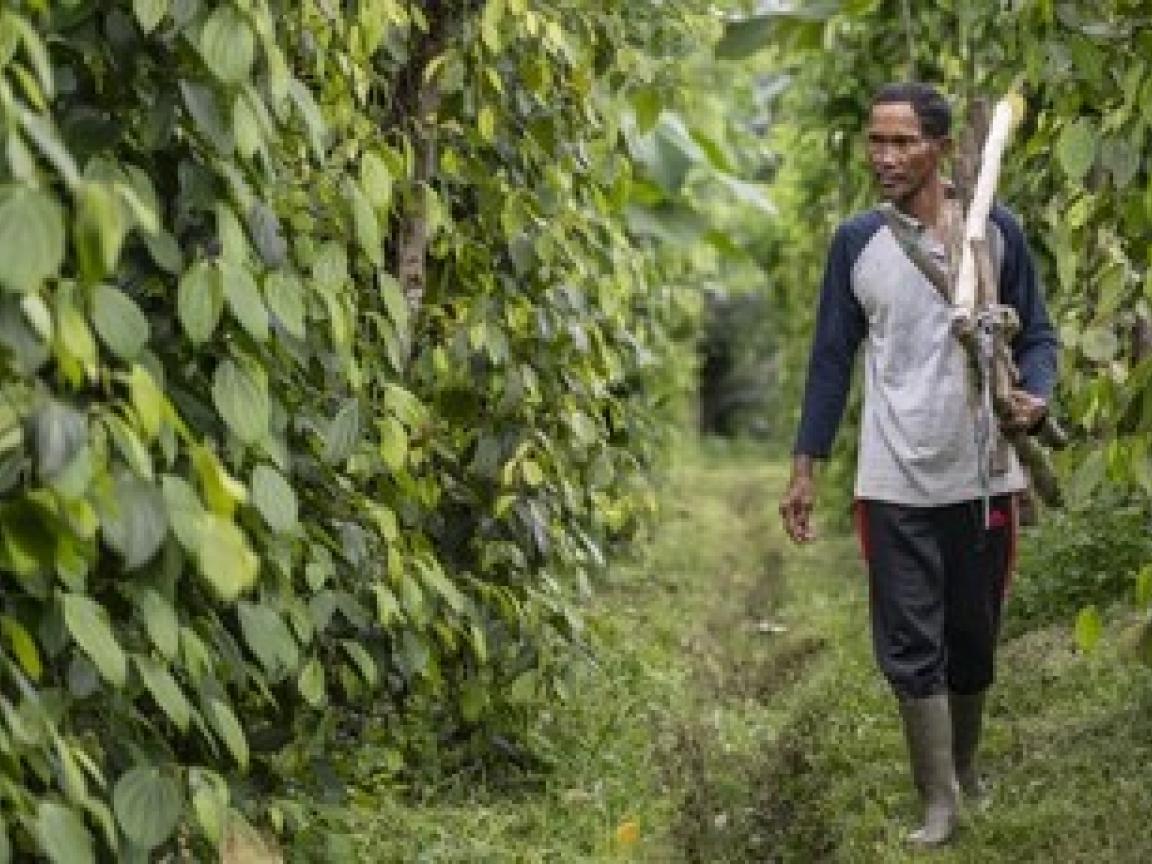 A female Indonesian changemaker with a hijab works on the field with an Indonesian Pepper farmer.