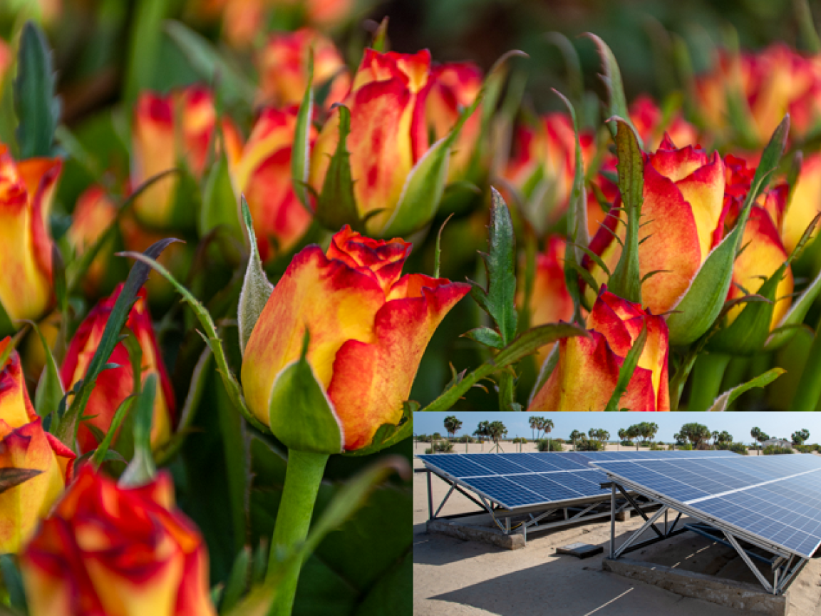 Rosen von einer Blumenfarm und Solarpaneele in Kenia.