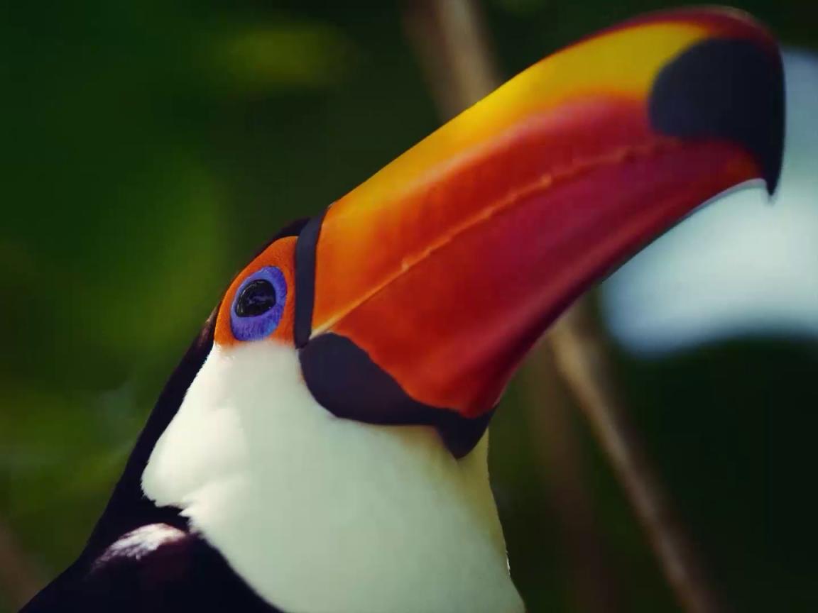 Close-up of a toucan's head with a striking orange-yellow beak and vivid blue eye against a green, blurred background.
