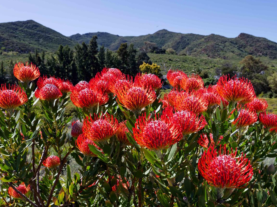 Red, spherical flower heads on green shrubs in the foreground, with rolling mountains in the background under a blue sky.