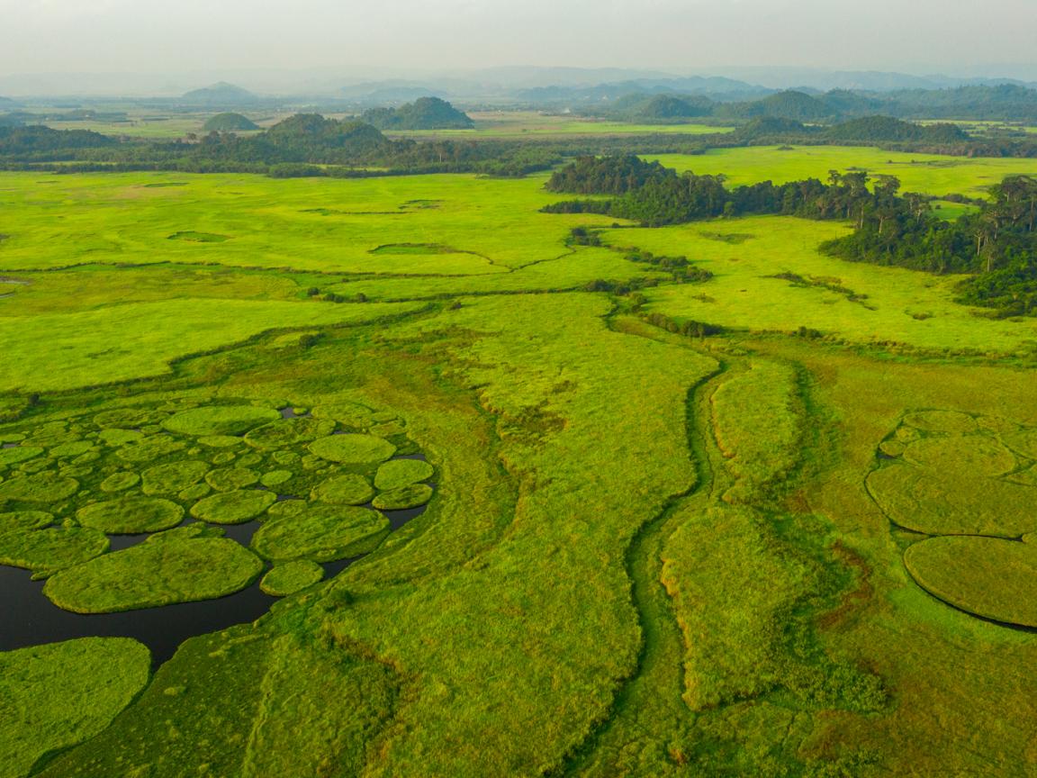 Luftaufnahme einer grünen, wasserreichen Naturlandschaft in Vietnam.