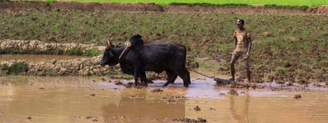 Der Ochsenpflug ist in Madagaskar das fortschrittlichste Ackergerät